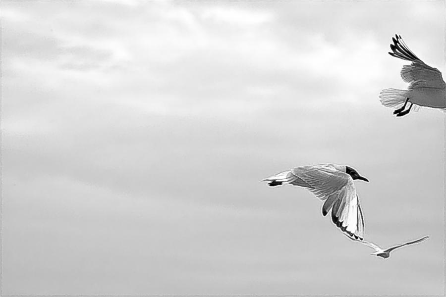 Naajat