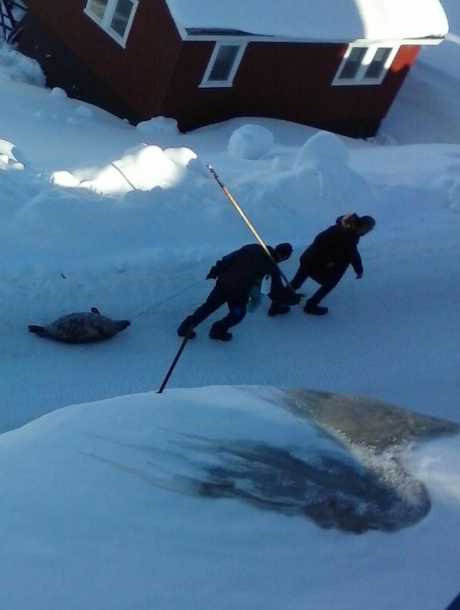 Going home after sealhunt, Upernavik