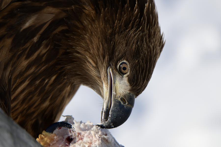 Eagle
