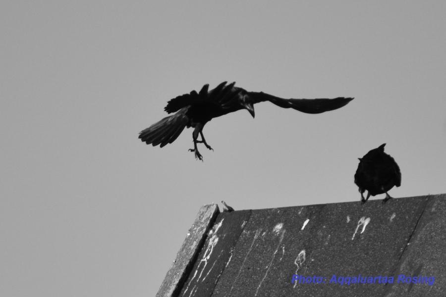 Black Bird
