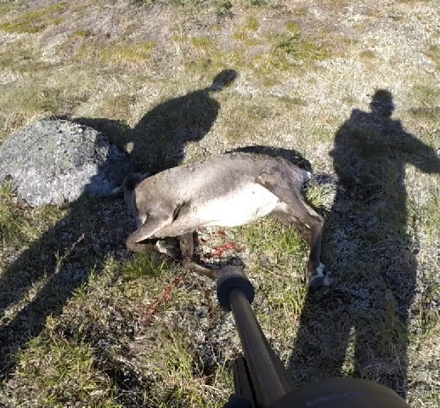 Mit første rensdyr
