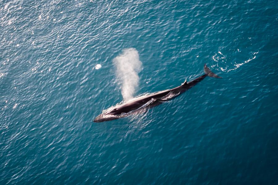 Finwhale. Somewhere in Greenland, 5 September 2019