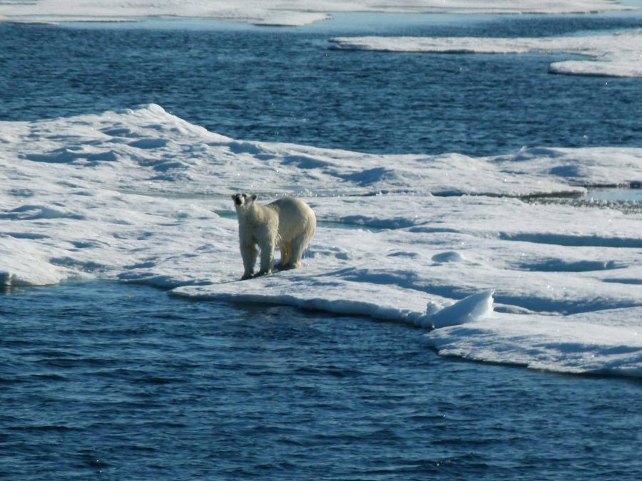Mit møde med Nanoq i Nordvest Grønland juli 2013