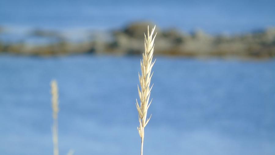 Naasoq.