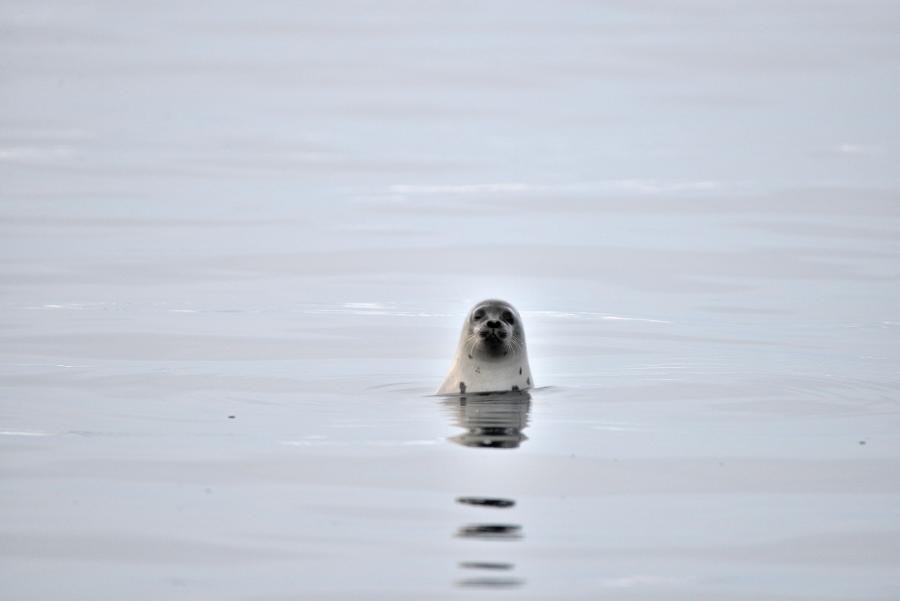 Allattuunnguaq