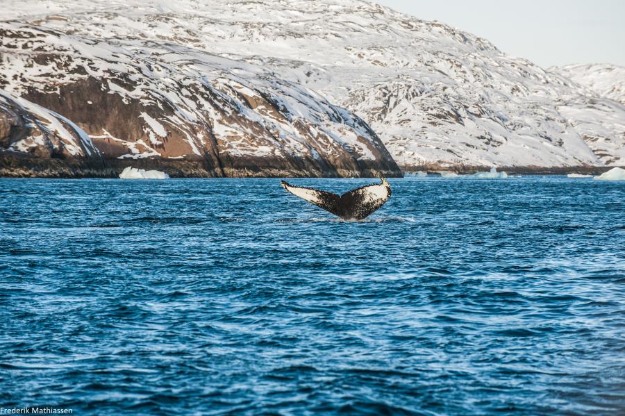 Whale
