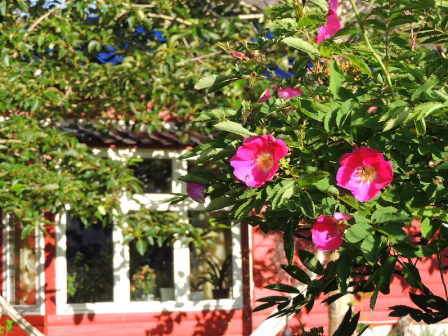 Rosa
