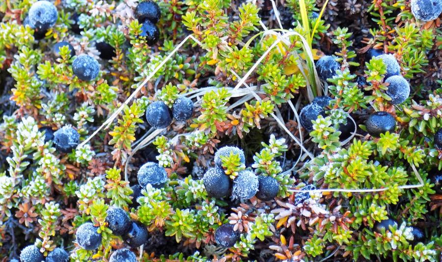 Ukialersup ilisarnaataasa ilaat
