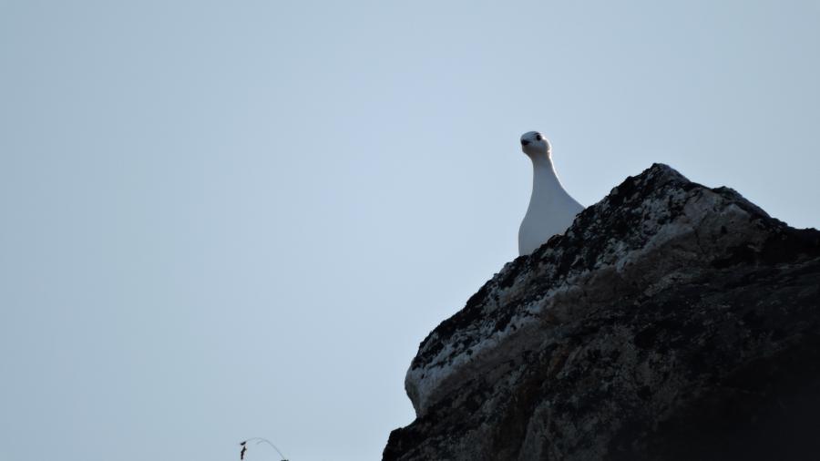 Aqisseq. Qaqortoq, oktobarip 16-iat 2022
