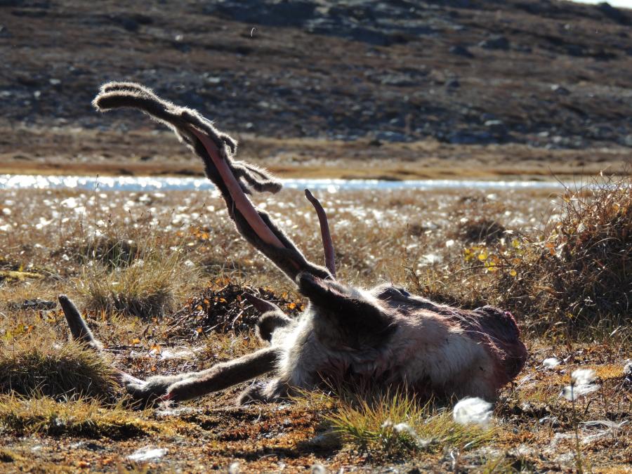 Rensdyrjagt - Sisimiut