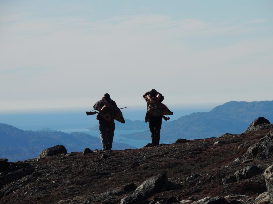 Rensdyrjagt Sisimiut
