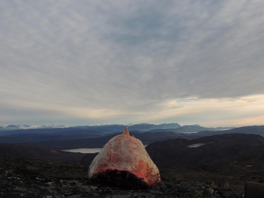 Dejlig økologisk kød og hvilken udsigt - Sisimiut
