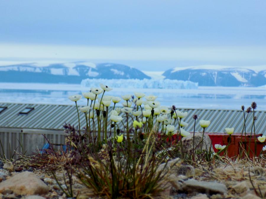Issittumi naasut. Qaanaaq, juulip 6-at 2016