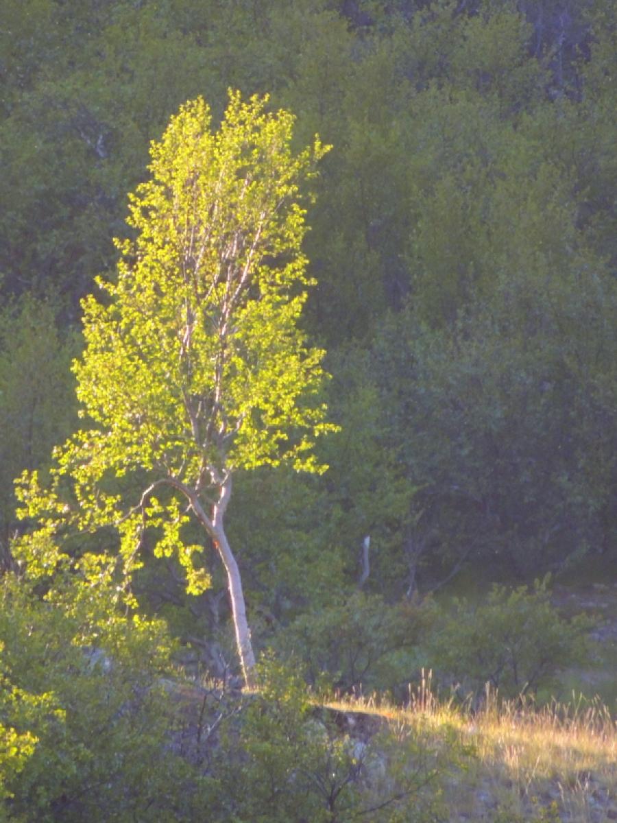 Nunatta orpia (Avajaqijakulooq)