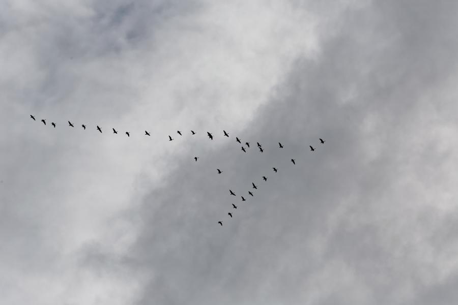 Fugle observeret 15Maj2015