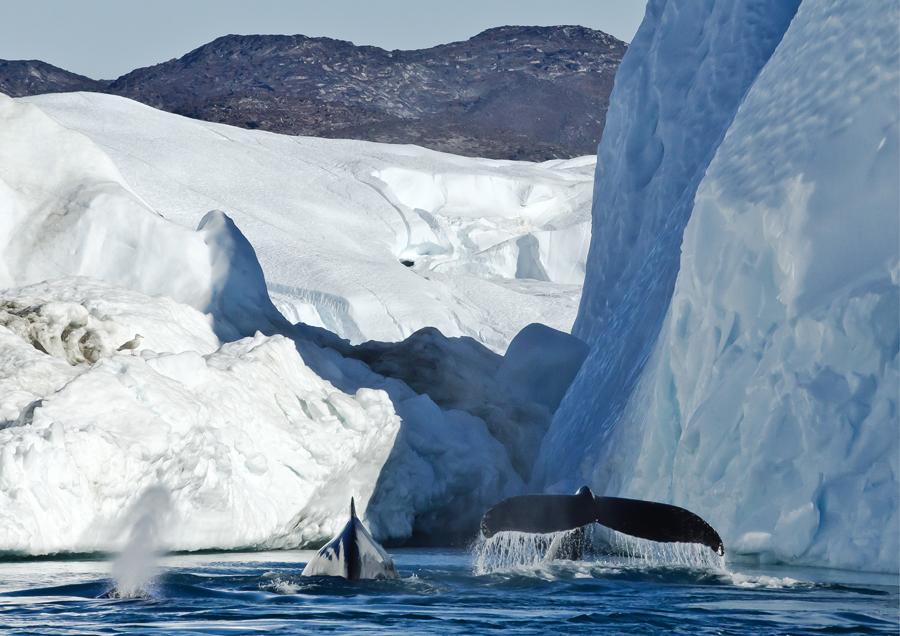 Qipoqqaat pingasut. Ilulissat, aggustip 30-at 2020