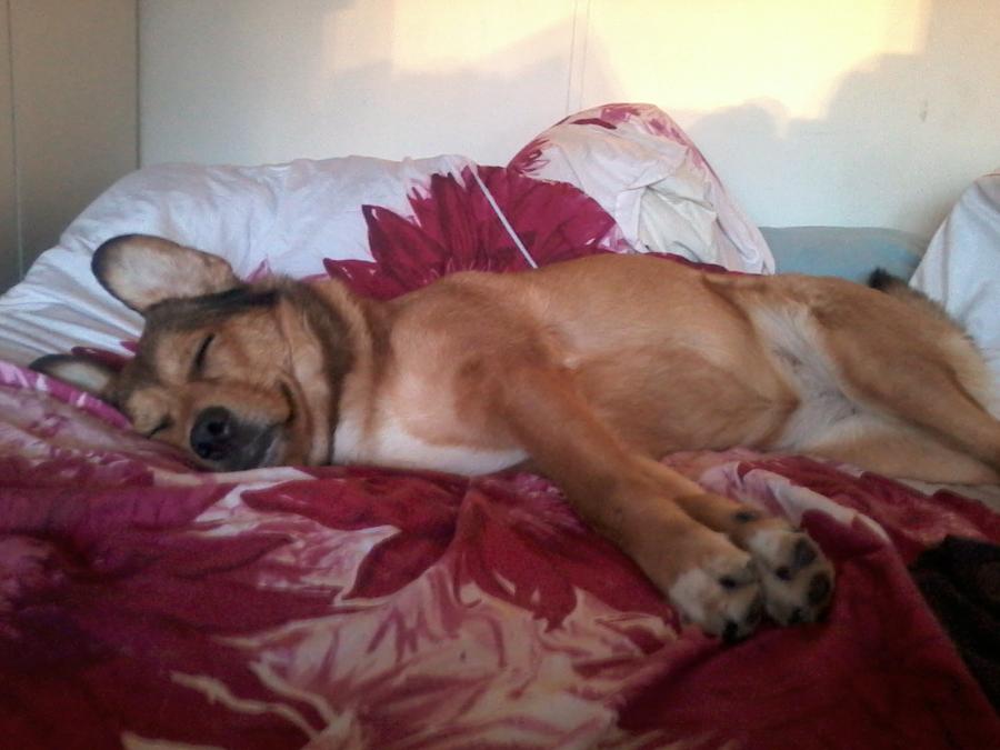 Mørkt udenfor og en dovn hund