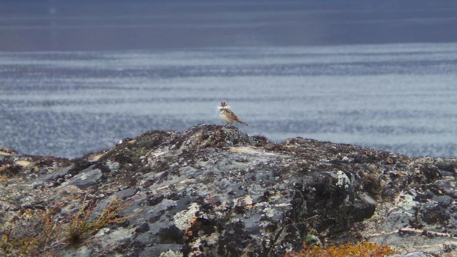 timmiaraq amerlumi sisimiut kangerluani tuperluta assilisara