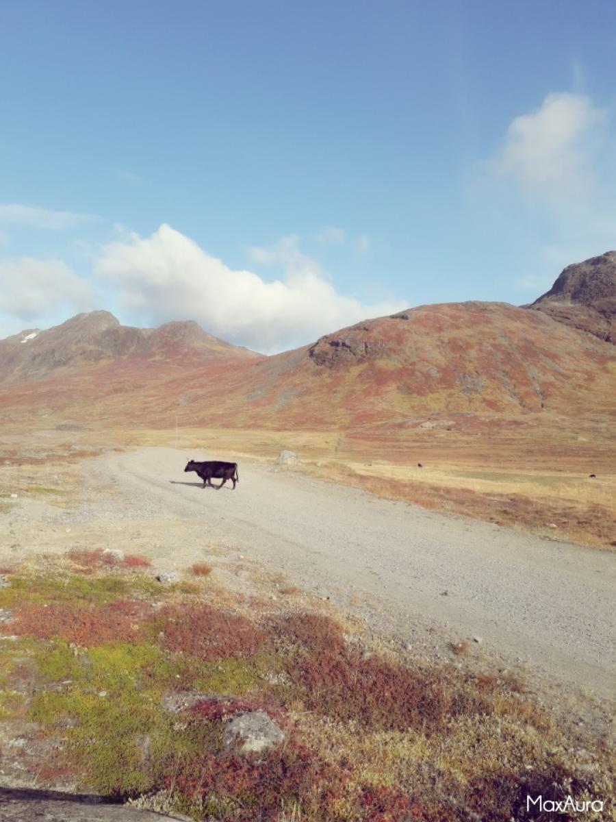 Nersusuaq nunallu qalipaataa kusangilerllungu ukijarpalaaq 19/09-2019