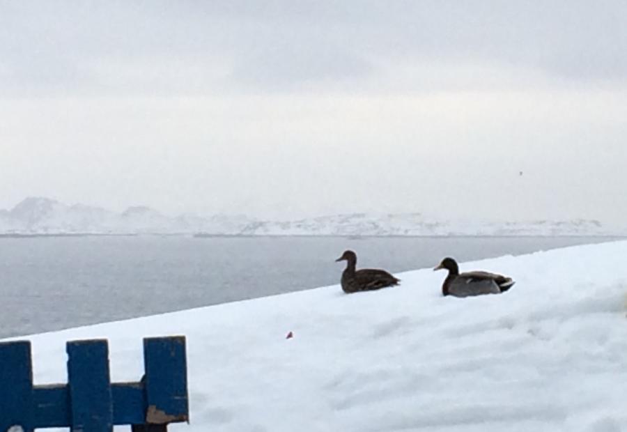 Maniitsoq ullaap tungaani