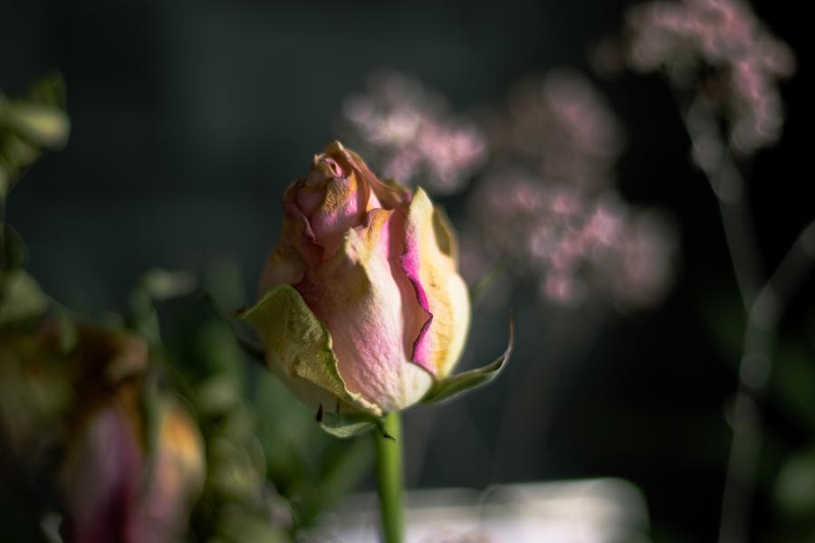 Blomst. Rose