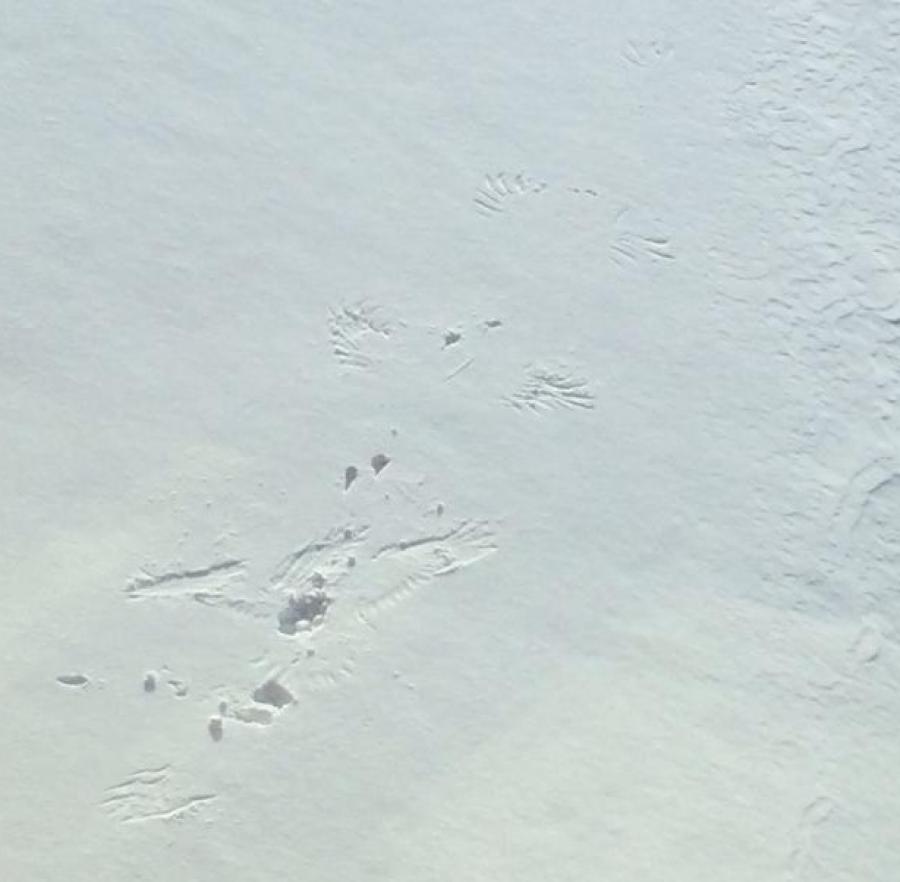 tulugaq turbolens