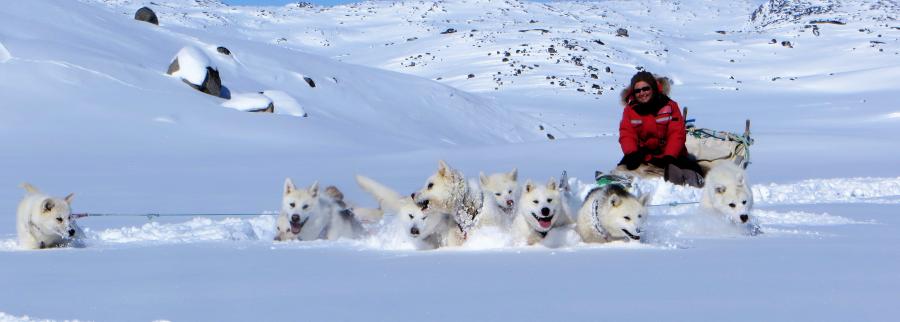 Slædehundene lægger alle kræfter i, Ilulissat 9. marts 2017