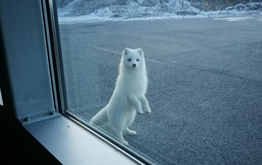 Terianniaq alapernaatsoq