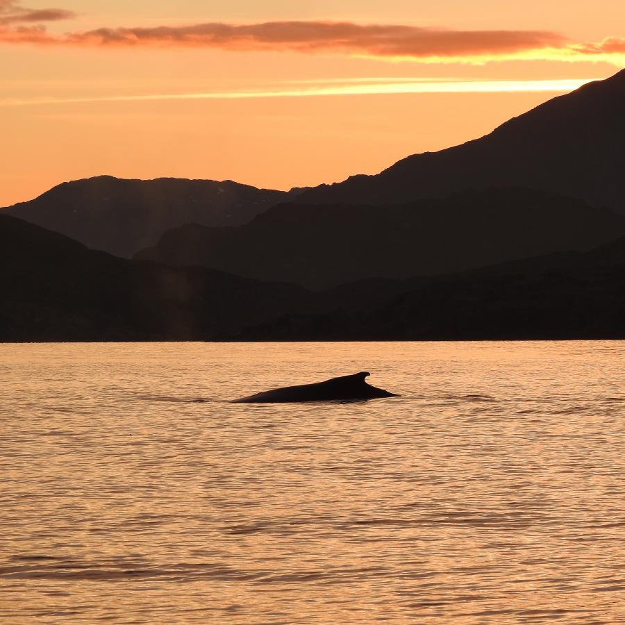 Hvalsafari efter midnat ved Sisimiut