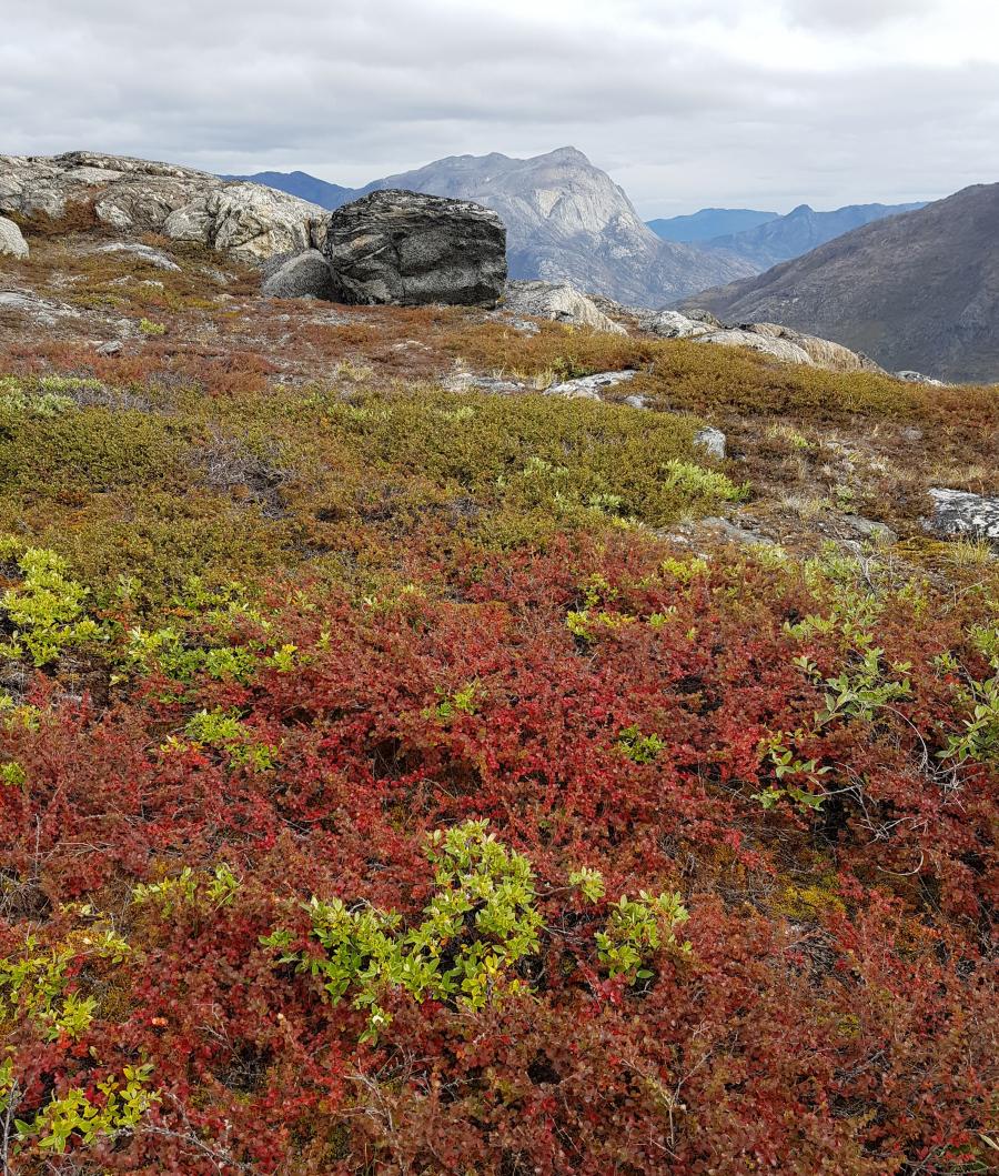 Efterårsfarver så småt på vej - Jagttur i Itilleq.