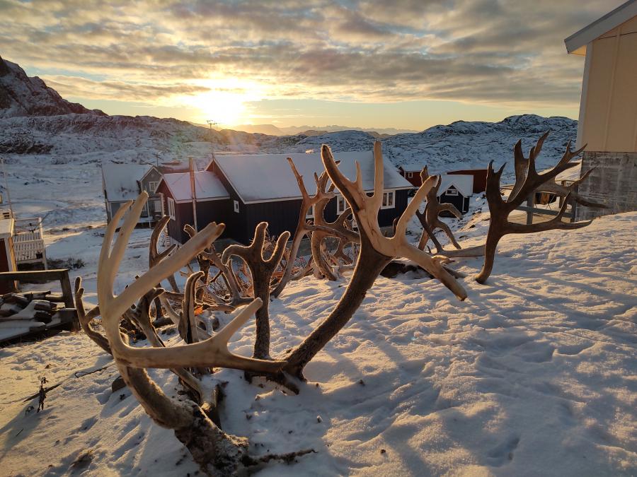 Tuttut nassui. Sisimiut, novembarip 8-at 2021