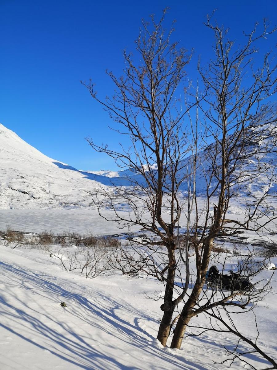 Napaartoq, 6-7 meterit missaat. Amitsuarsuk, Qorlortorsuaq, februaarip 20-at 2022 http://asimi.gl/leksikoni/kalaallit-nunaata-naasui/orpiit-orpikkallu/item/napaartoq