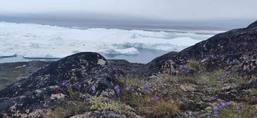 Ilulissat naasui