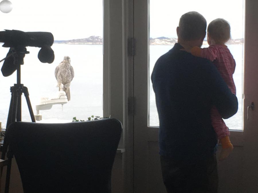 Jagtfalk på altanen
