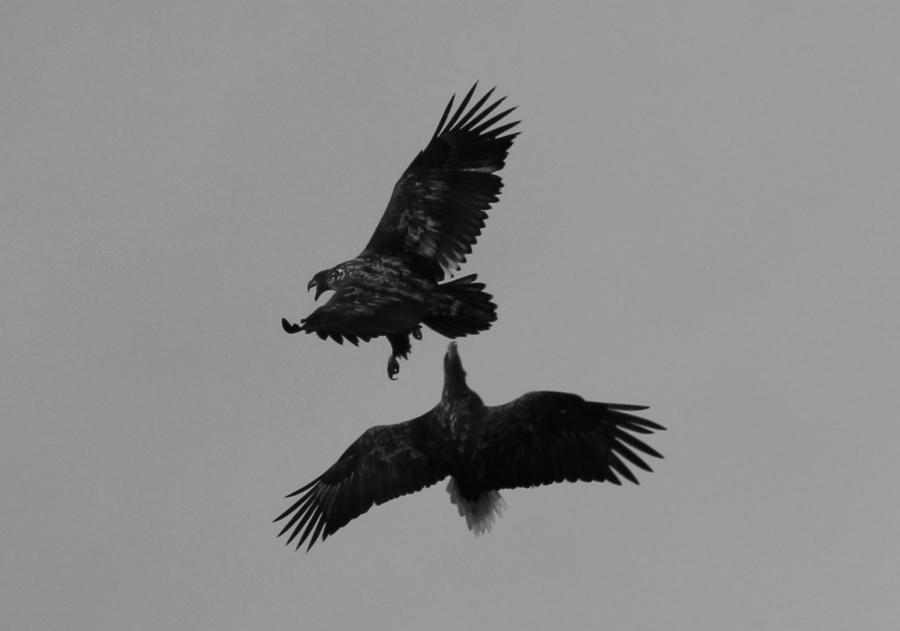 Eagle fight