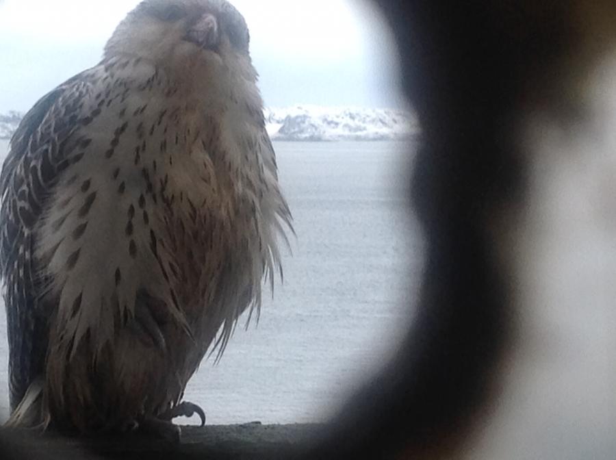 Kiinaaleeraq(vandrefalk) Torsuusarsuatsinni matup putuaraaniik assilisaq