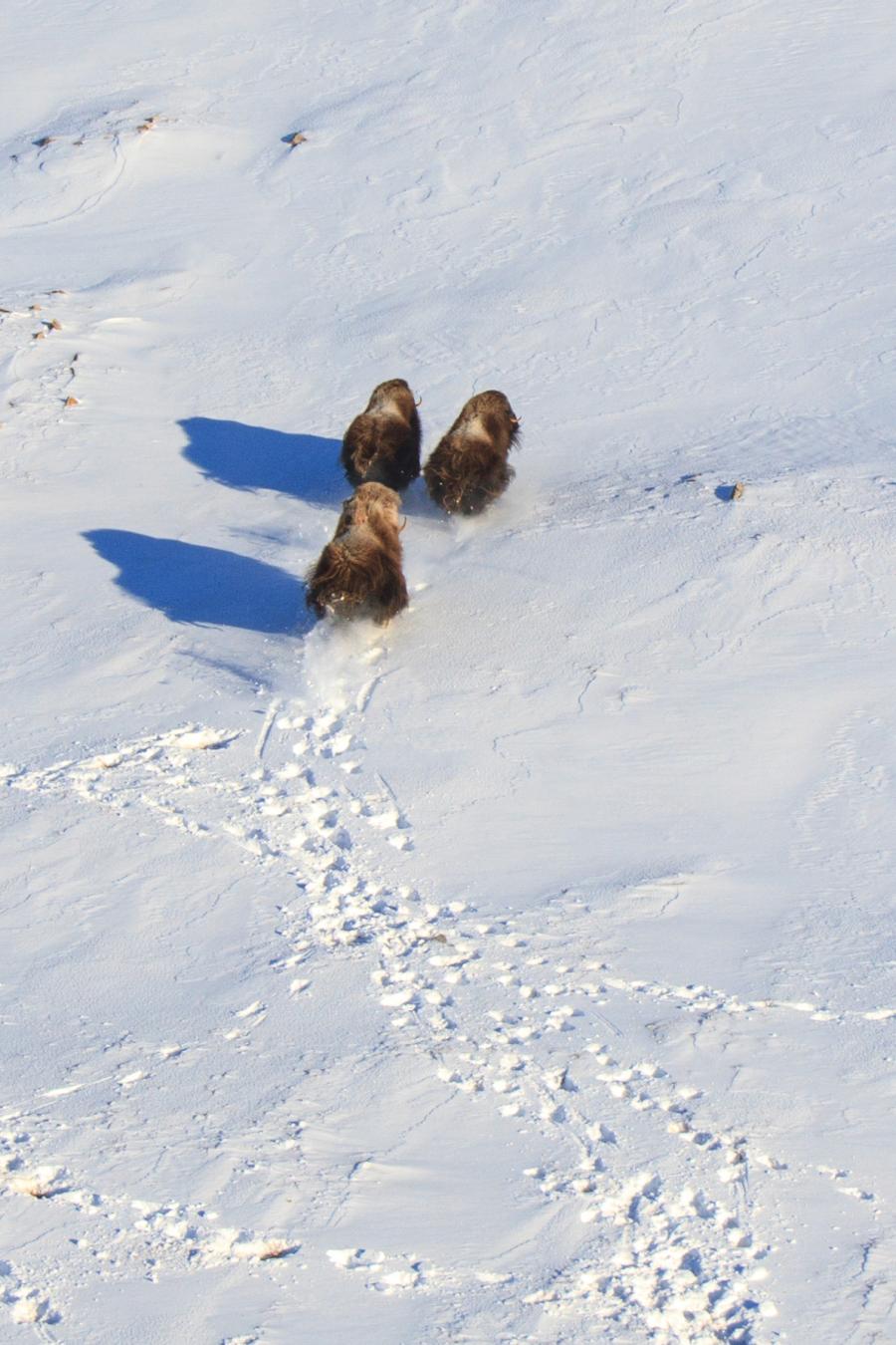 Muskox on the run