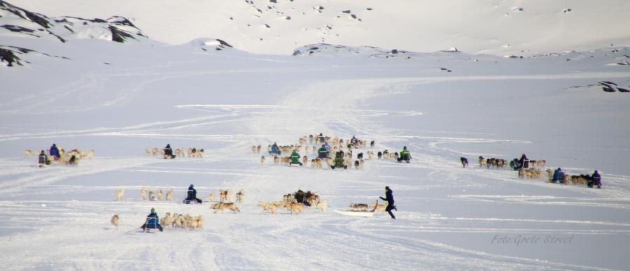 Qimussimik angutit sukkanniuuttut. Ilulissat, apriilip 7-at 2021