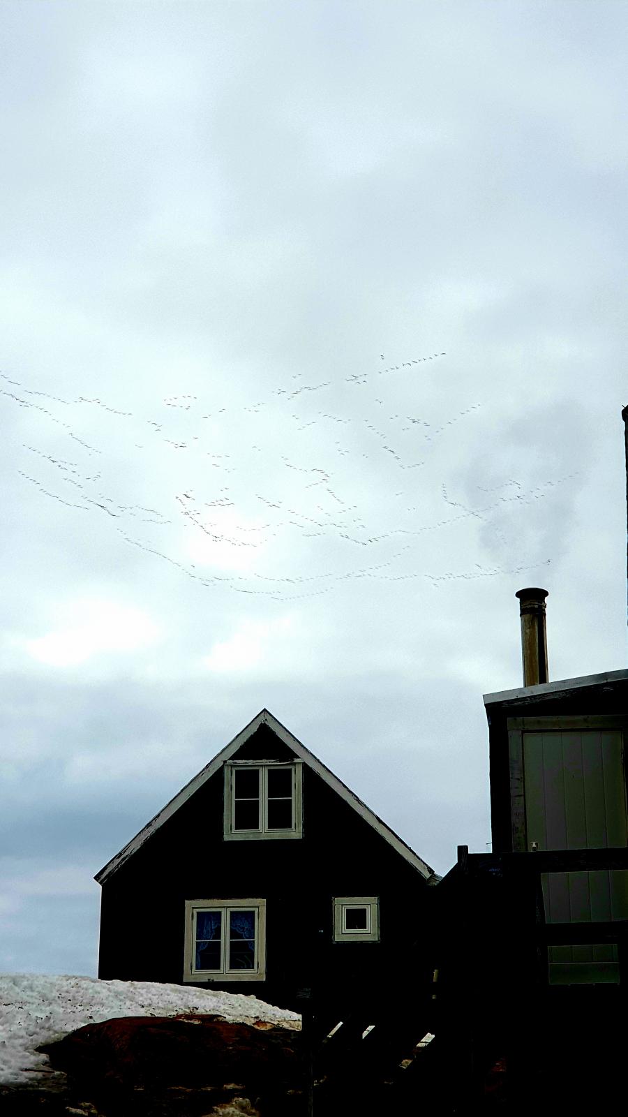 Nerlerpaaluit. Tasiilaq, maajip 30-at 2022