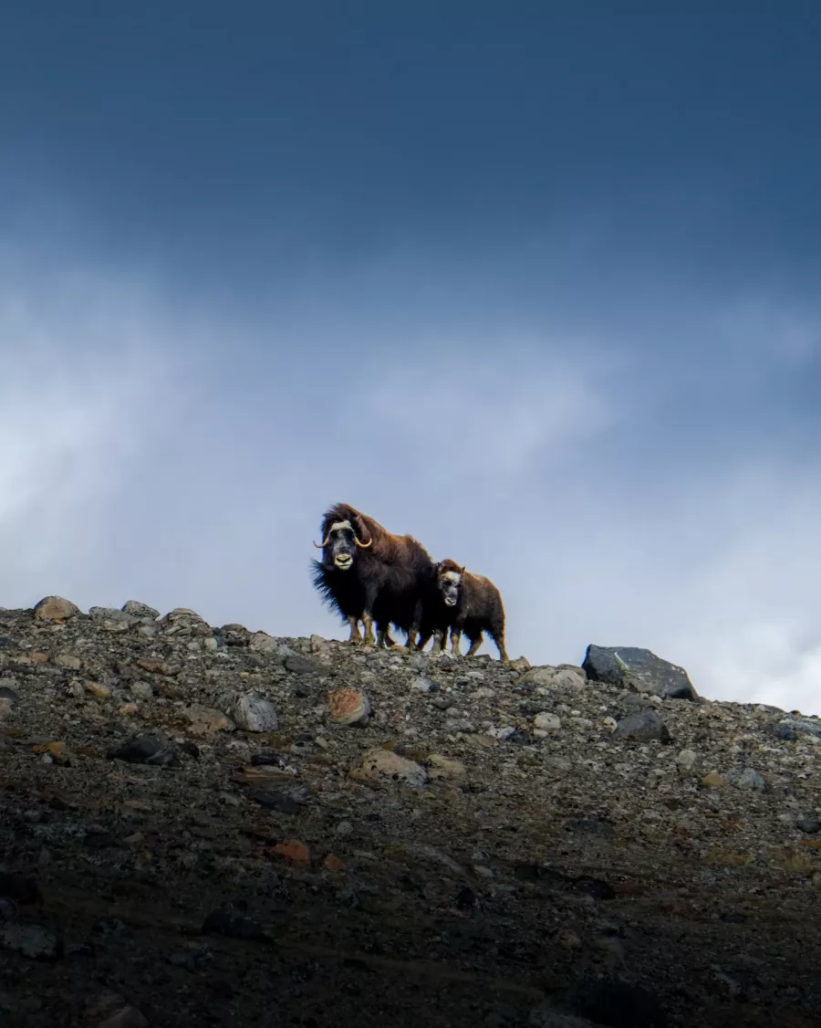 Anorimi umimmaat. Kangerlussuaq, aggusti 2022