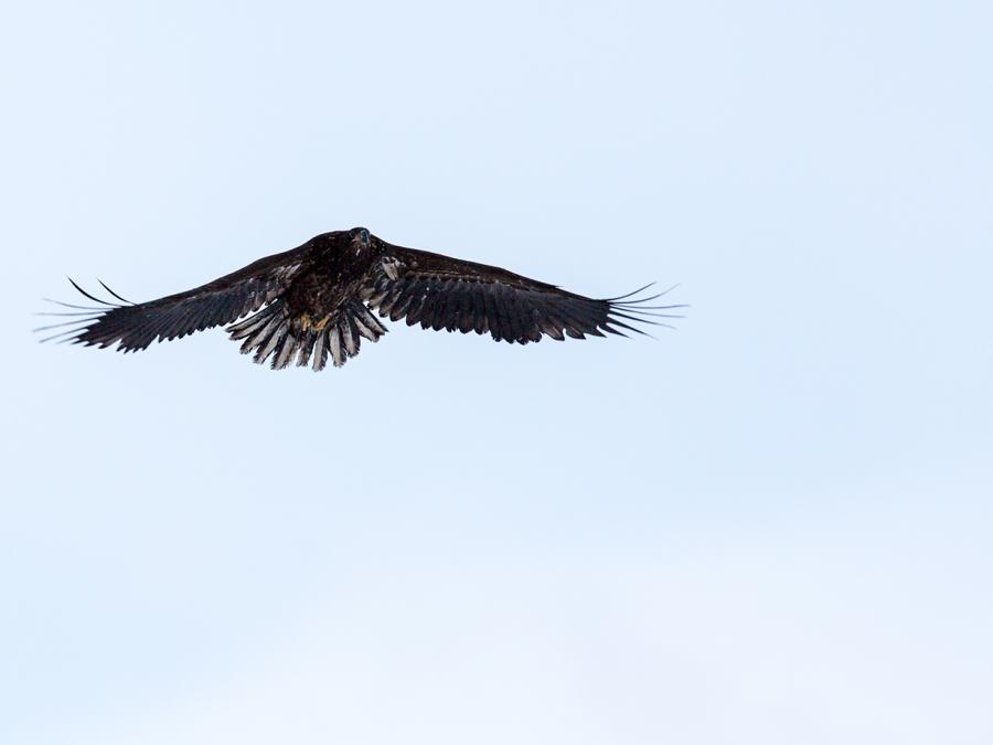 Majestic eagle, Nuuk October 2015
