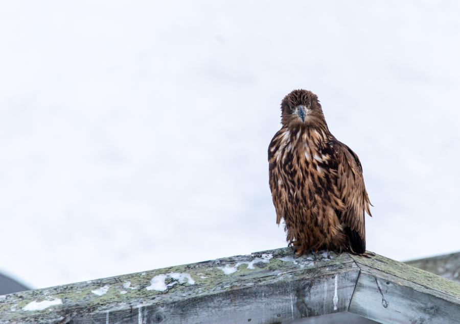 Eagle