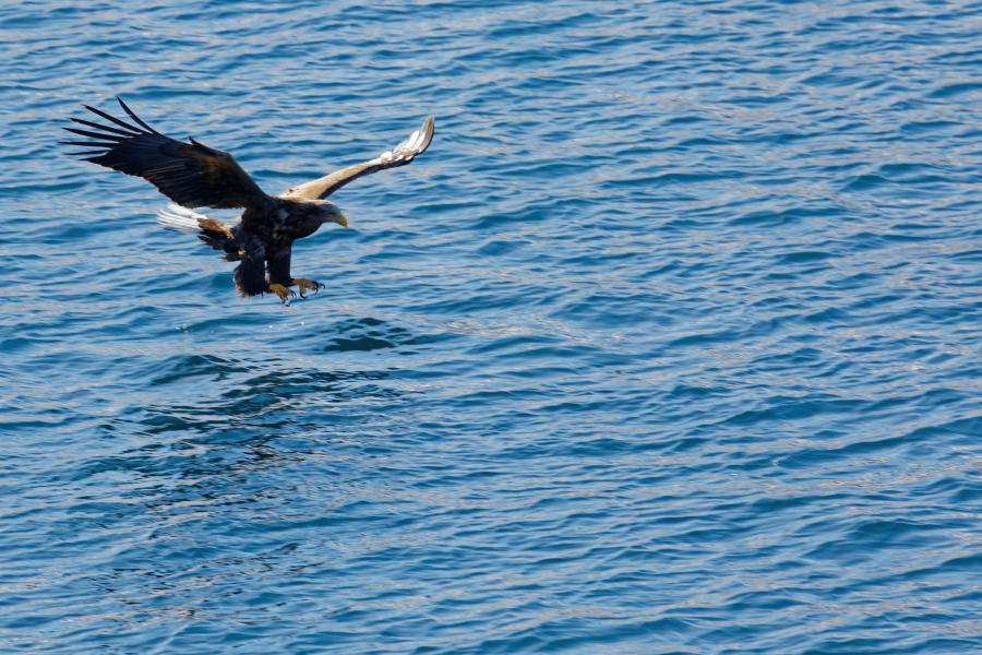 Eagle