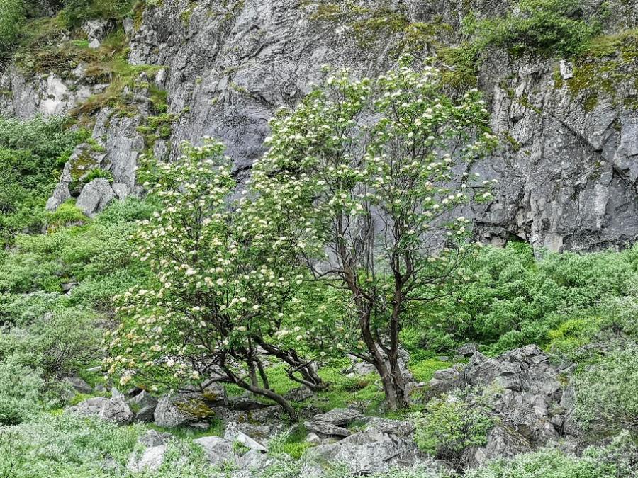 Nunatta Napaartua. Qorlortorsuaq, aasaq 2020