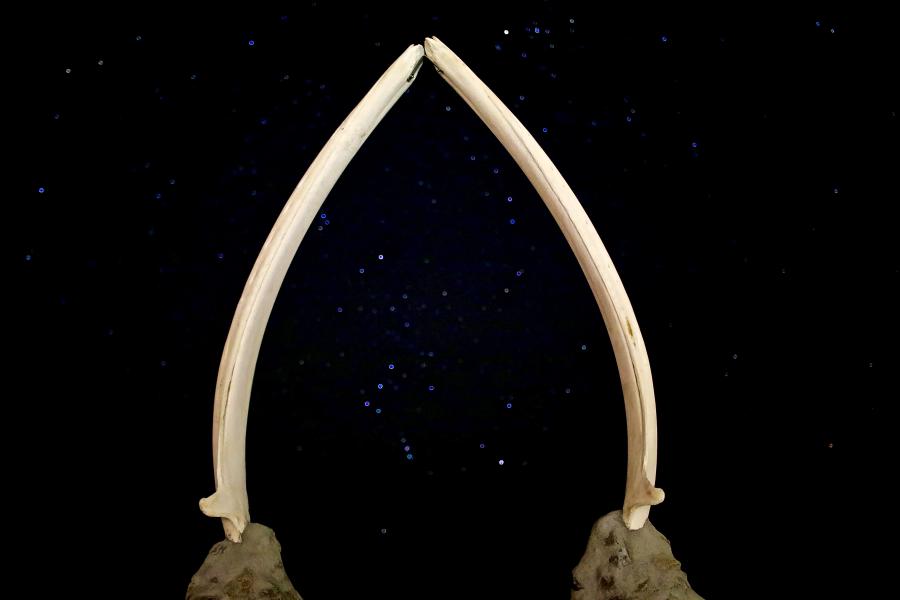 Saarngit