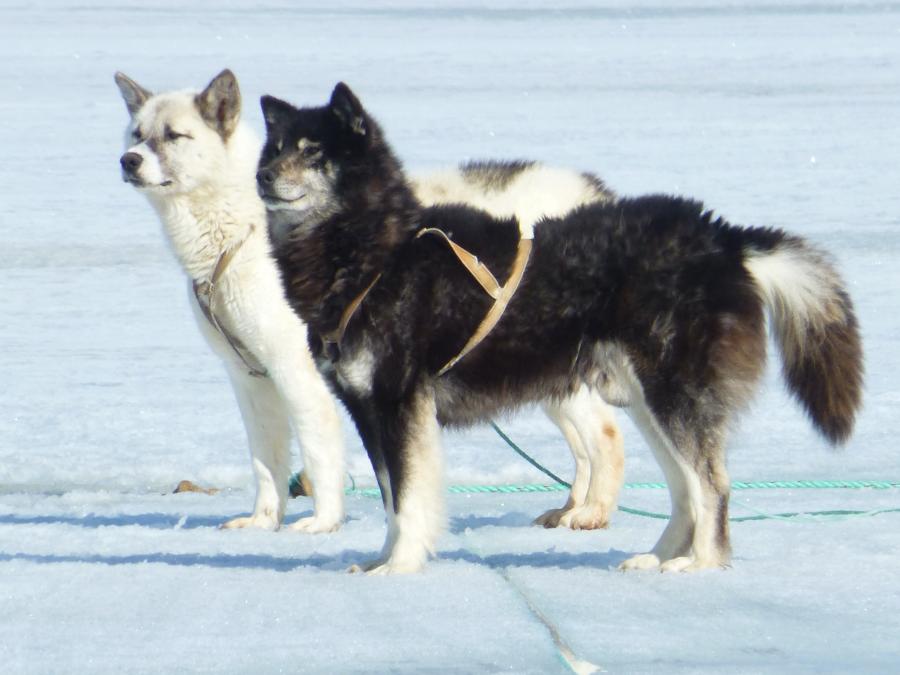 hundeslæder i Qaanaaq