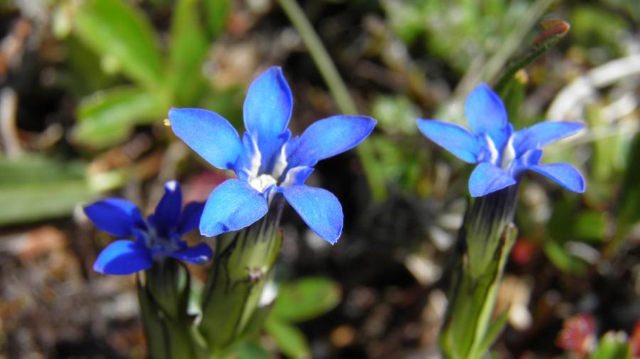 Lille blå blomst fra Killavaat