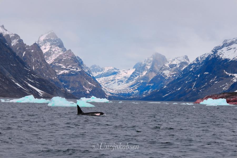 Udsigt til Kangikitsoq. Aappilattoq fjord, Nanortalik, 12. maj 2023