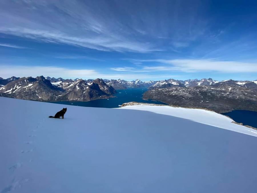 Aappilattoq avatangiisaalu
