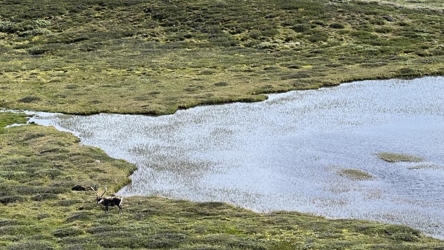 Sermersuarmiik uterujoorluta tuttoqqiivinnguaq kusanaq. Anorsaalaarluni kiak